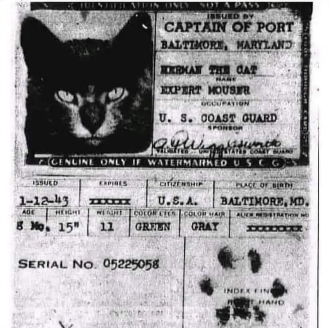 <a href="/historyinmemes/">Historic Vids</a> During the mid-20th century, cats played an important role on ships as skilled rodent catchers. Sailors realized that having cats aboard helped control the population of rats and mice, which were notorious for damaging supplies and spreading diseases. These ship cats became