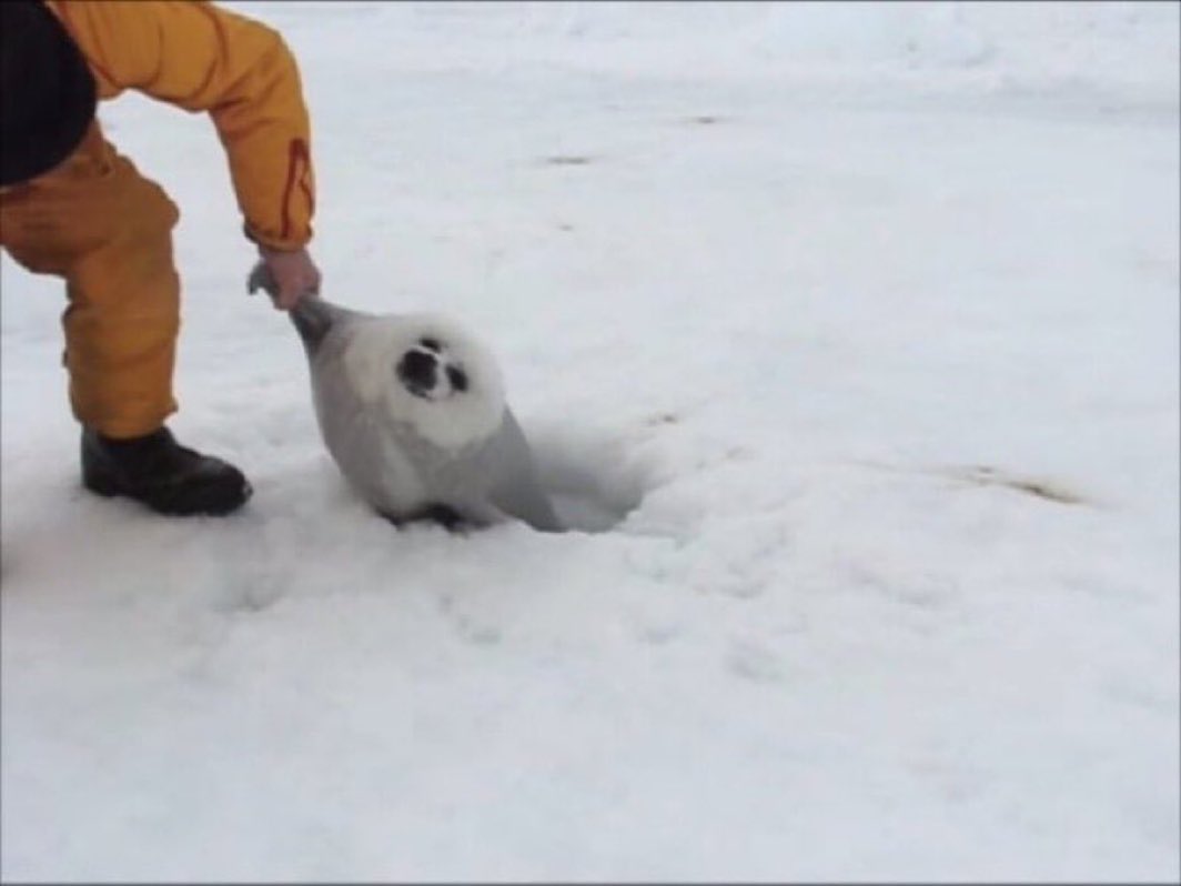 激かわ動物 tweet media