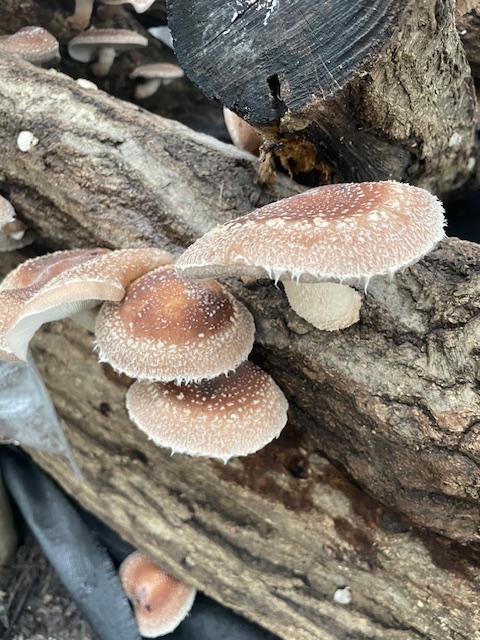 明日は、収穫祭！
椎茸も大きくなっております！
お越しの際は、無料シャトルバスをご利用ください。9時30分より奥多摩駅からバ運行予定となっております('◇')ゞ