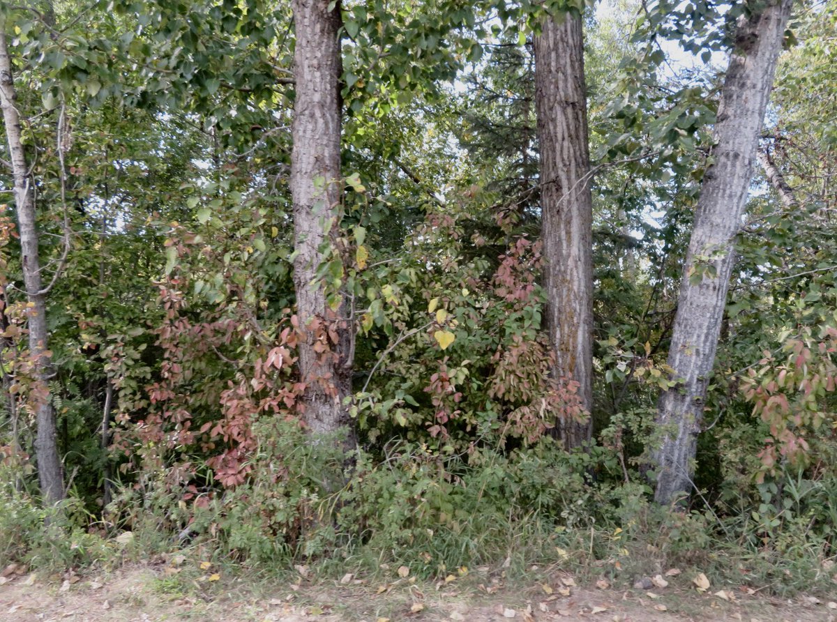 hapandcarol's tweet photo. #HAPPINESS is the arrival of fall & looking forward to the leaves changing colors,warm days,cool nights,leaf crunching,hearing the call of the geese as they fly south & harvesting gardens as we approach Thanksgiving. #Fall #colorfulleaves #migration #harvestinggardens https://t.co/PyNhPSKNy9