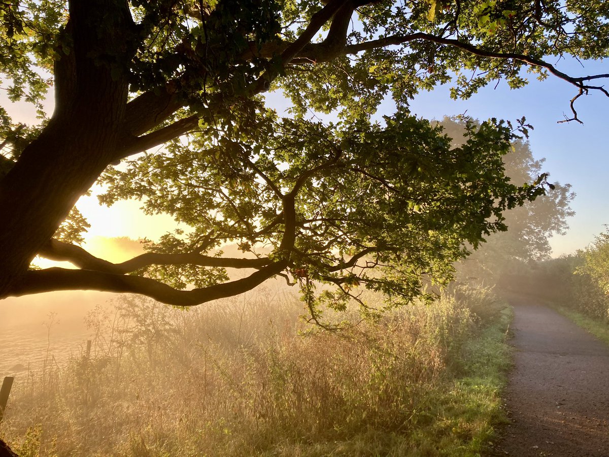 ben89661370's tweet image. Looks a bit like #autum #oak