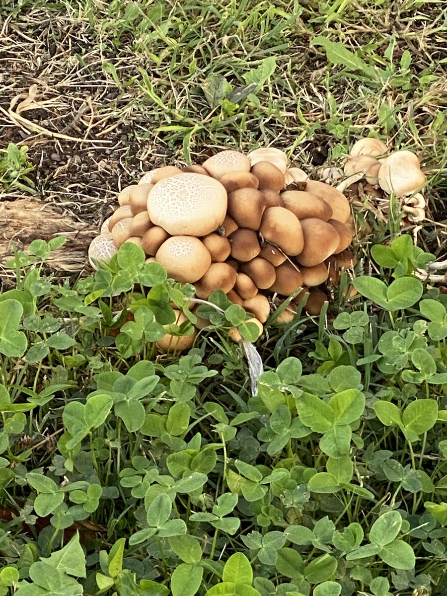 きのこのこのこ