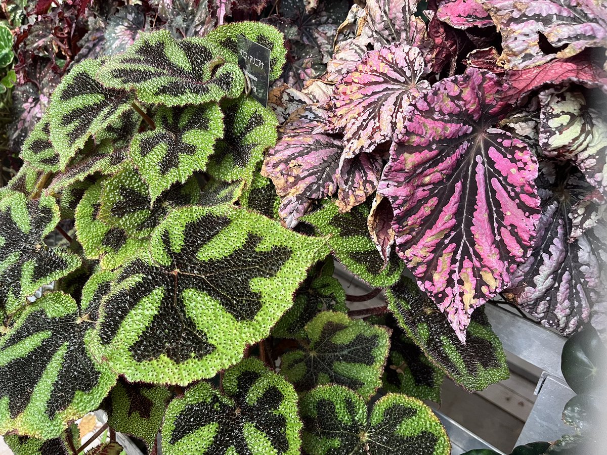 koromama1963's tweet photo. 神大植物園に来ています。 https://t.co/kJRIGAli2Q