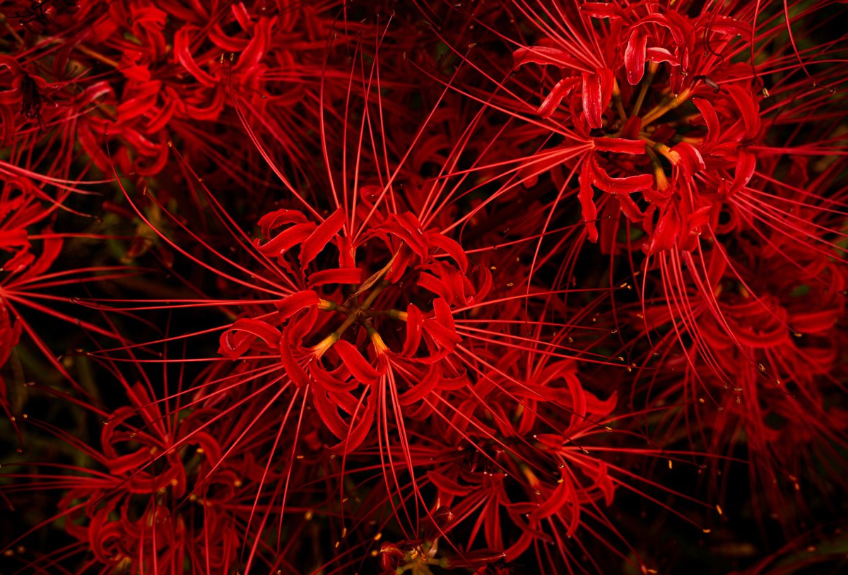 اليابان بالعربي 🇯🇵 tweet media