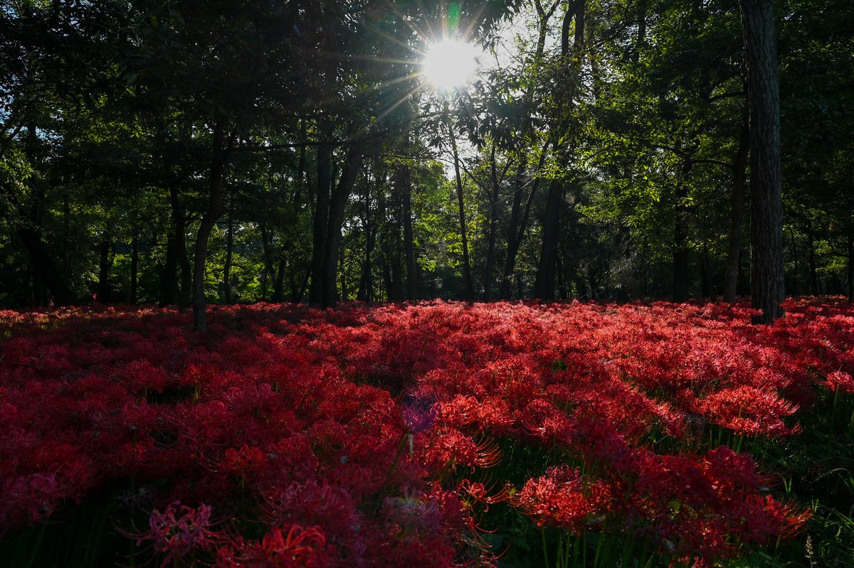 اليابان بالعربي 🇯🇵 tweet media
