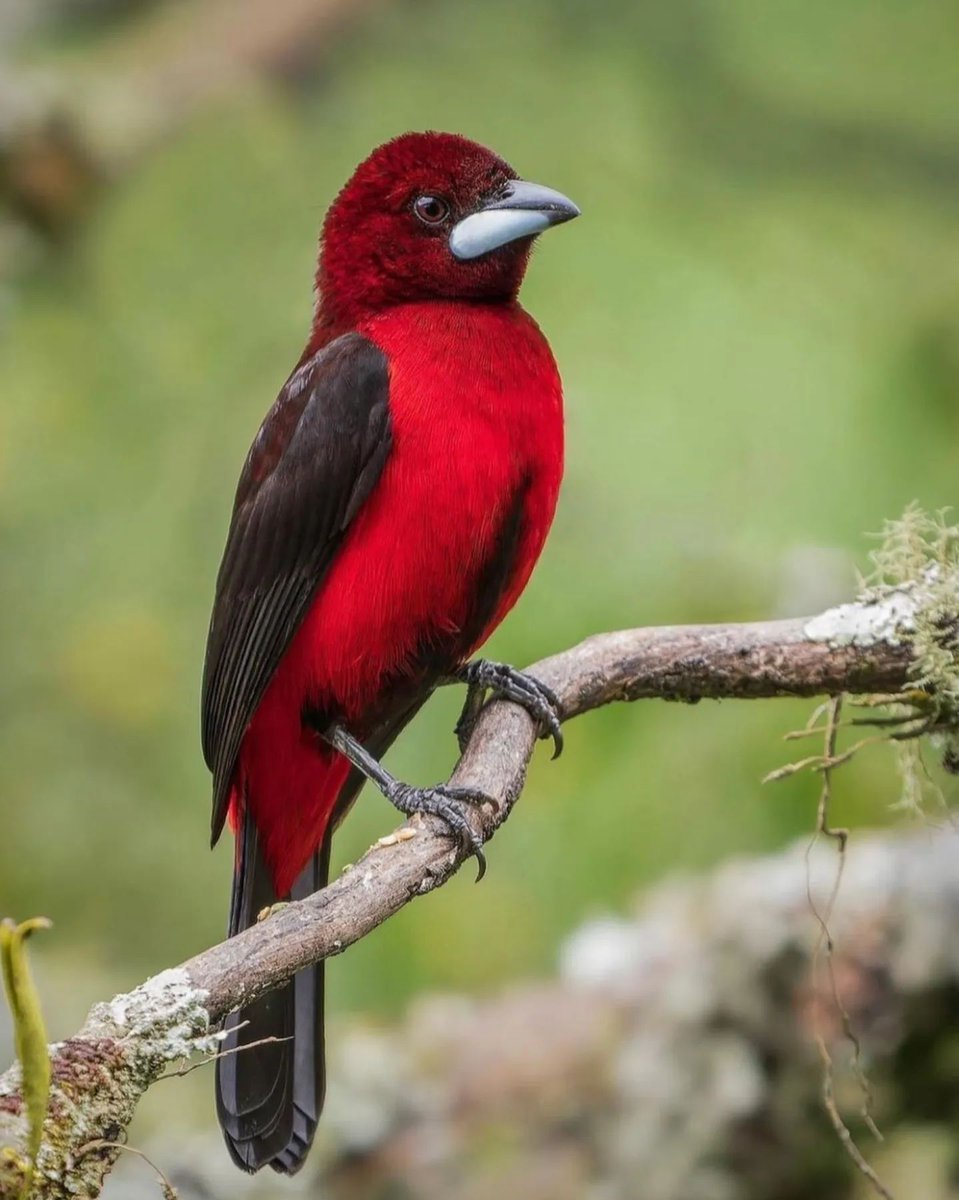 NguyenLy2339's tweet photo. Crimson-backed tanager 🐦
📸: @pazybird
#wikiaves #oiseau #birdlife_insta https://t.co/JhLu6046A7