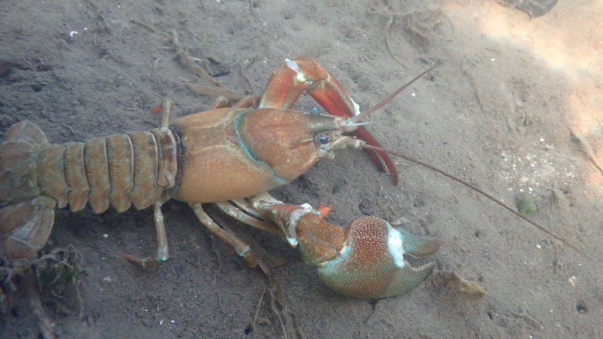 numenini's tweet photo. Apart from fry, the only animal life I saw in 275 m of River Lark downstream of the noisome inflow, up from Gravel House, was #invasivealien Signal Crayfish.  
Upstream, as well as wall to wall fish, there were Painter's Mussels (Unio pictorum). #chalkstreams #WorldRiversDay 3/10 https://t.co/pUR3u3h50d