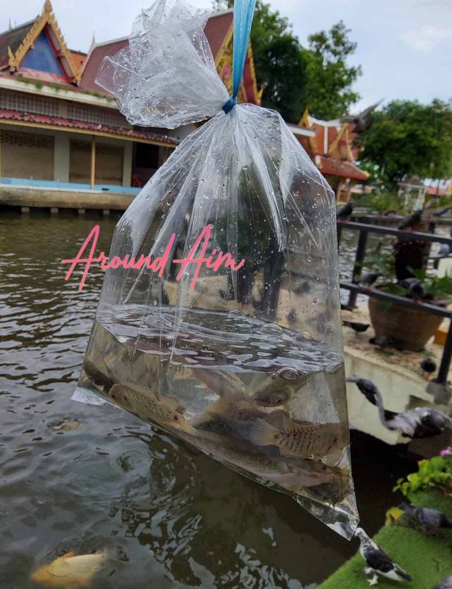 aroundaim1985's tweet photo. ปล่อยปลากันจ้า 🐳🐋🐬🦭🐟🐠🐡🦈🐙🦀🦞🦐🦑🐚🪸🐌

#AroundAim https://t.co/N93Rrt1YcM