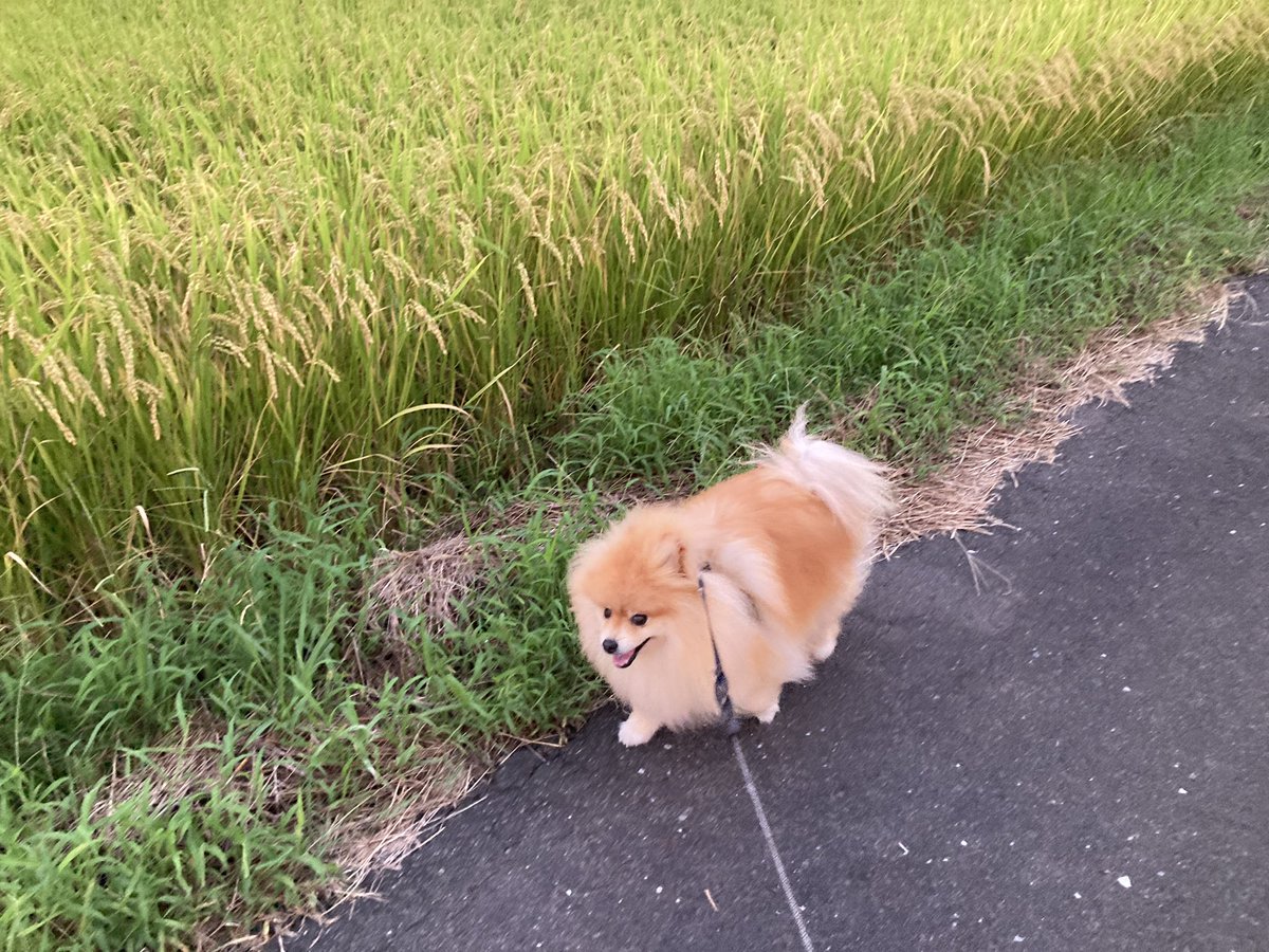 CMeter100's tweet photo. 雨上がりのお散歩たのしかったね！ https://t.co/aUChLDwoYK