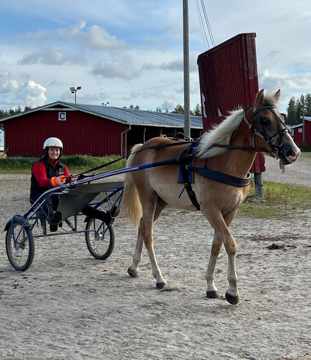 Jos onnellisuus olisi kuva. Tamma Metsärinteen Piina 1v ja onnellinen omistajansa ekaa kertaa kyydissä. #ravit #suomenhevonen #myprecious