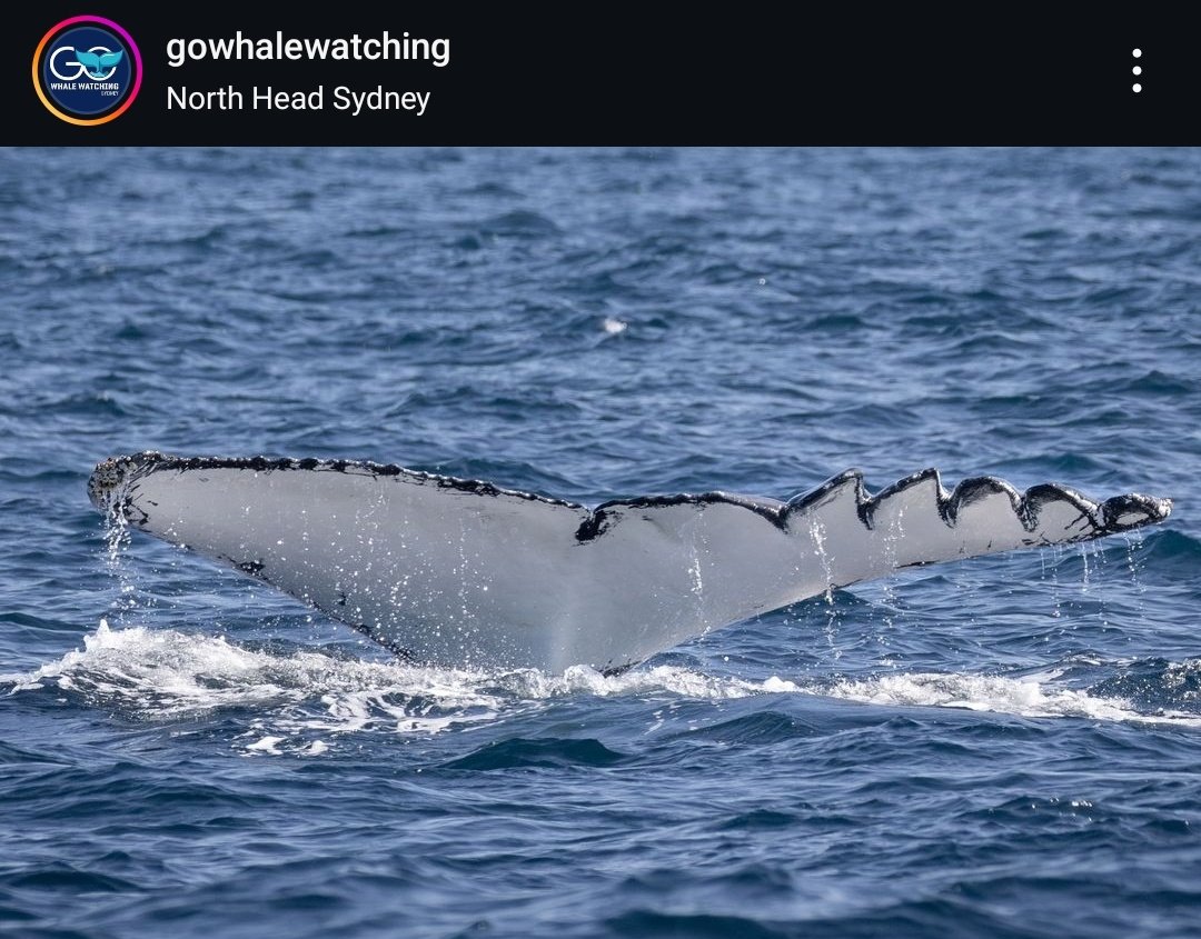 Bladerunner has been resighted!!
This girl is easily one of the most famous Humpbacks in the world, so it's always a delight when she shows up. She's a living symbol of not only the resilience of whales, but the impacts we humans have on these majestic creatures.