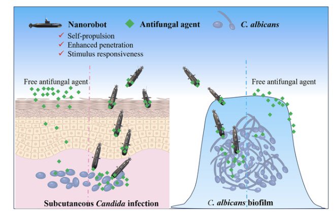Research_Jrnl's tweet image. #Nanorobots to Treat Candida albicans Infection. Click the link below to read this free, open access article. doi.org/10.34133/resea…