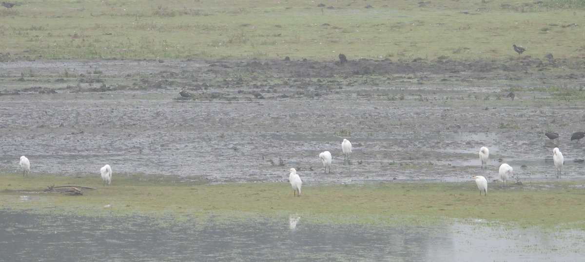 Josephine Snell (@josephine_snell) on Twitter photo Record shot of the 9 Cattle Egret at <a href="/TicesMeadow/">Tice’s Meadow Bird Group</a> this morning - after they'd been flushed by someone checking on the cows. Also a Green Sandpiper. <a href="/SurreyBirdNews/">SurreyBirdClubNews</a> Record shot of the 9 Cattle Egret at <a href="/TicesMeadow/">Tice’s Meadow Bird Group</a> this morning - after they'd been flushed by someone checking on the cows. Also a Green Sandpiper. <a href="/SurreyBirdNews/">SurreyBirdClubNews</a>