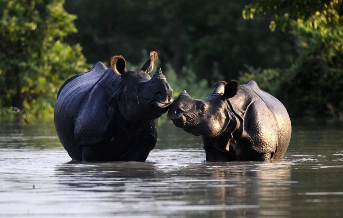 On this World Rhino Day, let's honor the gentle giants of the wild, focusing on the heartwarming relationship between a rhino mother and her calf.