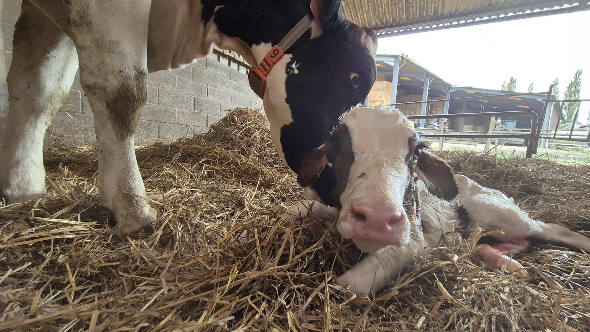 Vous ne verrez rien de plus beau aujourd'hui !!!
#GirlPower #MagicRedCow #LiliRedDaughter