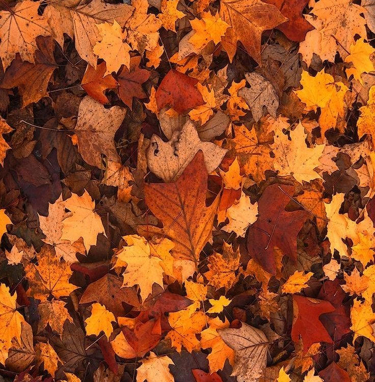 Hoy ha empezado oficialmente la mejor estación del año:

OTOÑO 🍁🍂