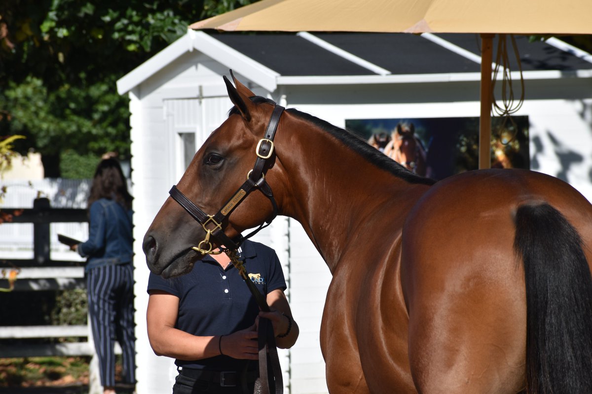 🥇 A well deserved win for 𝐁𝐄𝐀𝐔 𝐆𝐀𝐑𝐒 today after placing 2nd three weeks ago.

This 2yo son of Hello Youmzain was bred by <a href="/HarasTreli/">Haras De Treli</a>, prepped &amp; sold by Arcadia Elevage. Congrats <a href="/longwaystables/">Longways stables</a> <a href="/BarberotYann/">barberot yann</a> 👏
His sister by Victor Ludorum will sell <a href="/InfoArqana/">ARQANA</a> October.