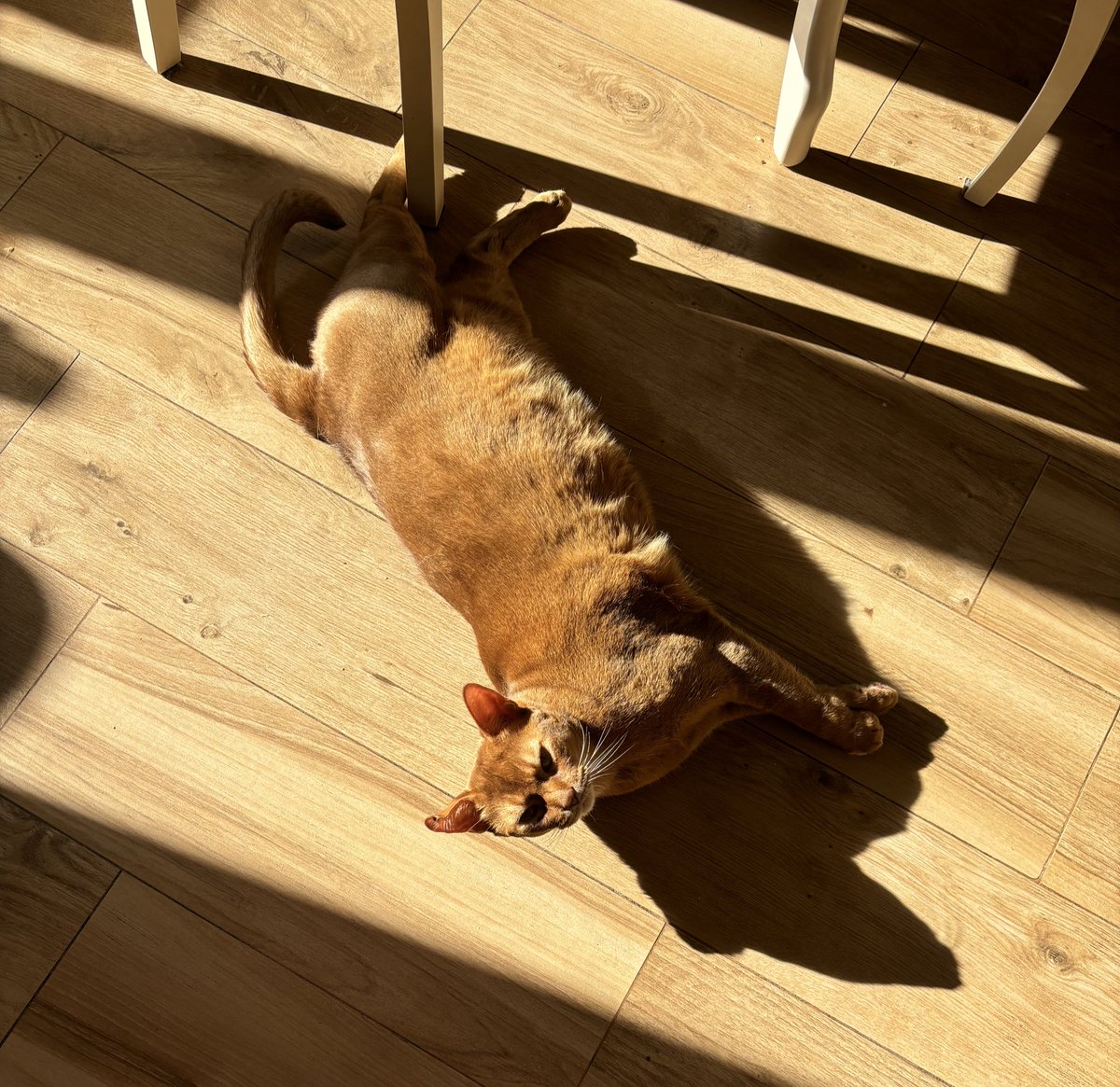 Я смотрю что происходит в ленту что происходит в тг Стаса и не могу понять как мы докатились до жизни такой.  Вот вам фотокарточка моего кота чтобы вы могли отвлечься