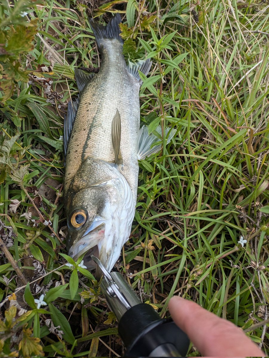 デイシーバス🎣
雨の恩恵無し🥲
だいぶ涼しくなってきたけど
水中の秋はまだ🤔
そろそろサイズを…
#シーバス