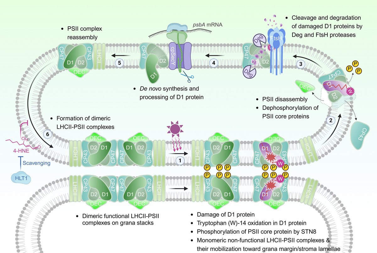 Photosynthetic ROS and Retrograde Signaling Pathways

📖 nph.onlinelibrary.wiley.com/doi/10.1111/np…
#TansleyReview by Lee &amp; Kim

<a href="/Chanhong_Lab/">Chloroplast Stress Signaling Group</a> <a href="/WileyPlantSci/">Wiley Plant Science</a> #PlantScience