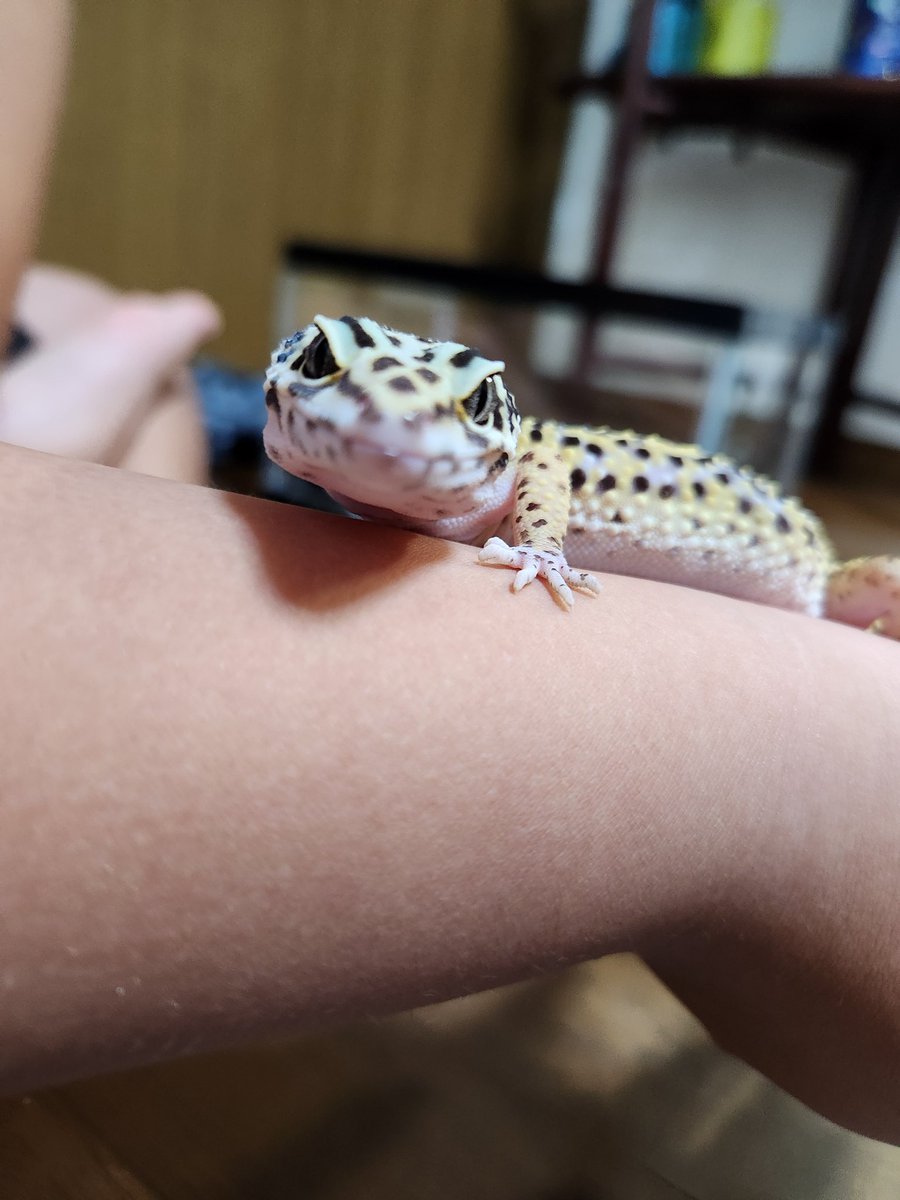 maitane_Espe's tweet photo. ピノちゃん可愛すぎる～🥰

#レオパードゲッコー
#ひょうもんとかげもどき
#スノーブラックナイト
#一歳
#ご飯は3日おき https://t.co/ShryYF5Ac6