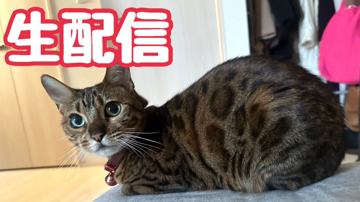 にゃんたま様 GYE9_rMa0AAUtTX.jpg