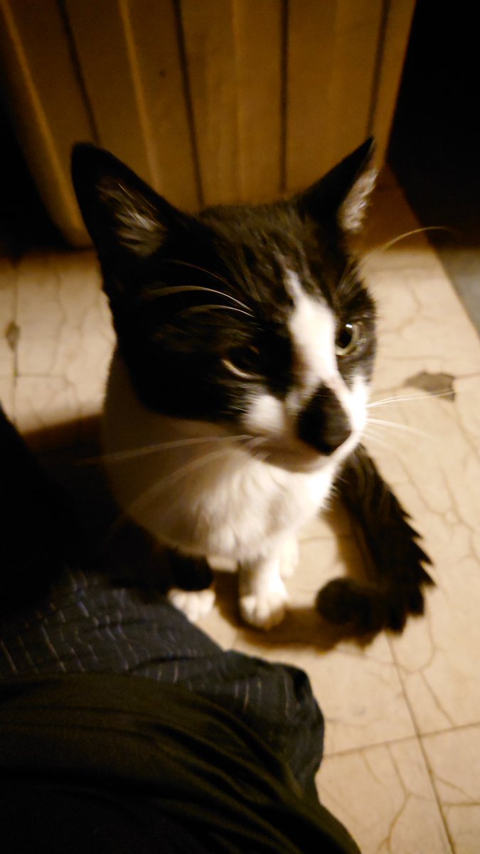 hono_remu's tweet photo. どこの猫ちゃん？かわよいよ
 # 迷い猫 https://t.co/iiCaUhzE53