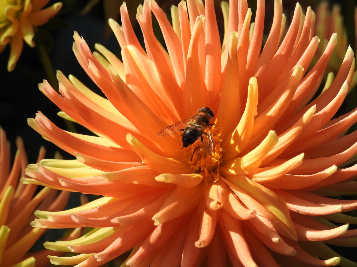 DorteHedengran's tweet photo. A beautiful dahlia and a hoverfly on a beautiful autumn morning🌼
#Denmark #Nikon #NaturePhotography #photooftheday #September22th #SundayVibes #SundayMorning #Sunday #Flowers #FlowerOfX
📸Dorte Hedengran https://t.co/mZMpUTYo65