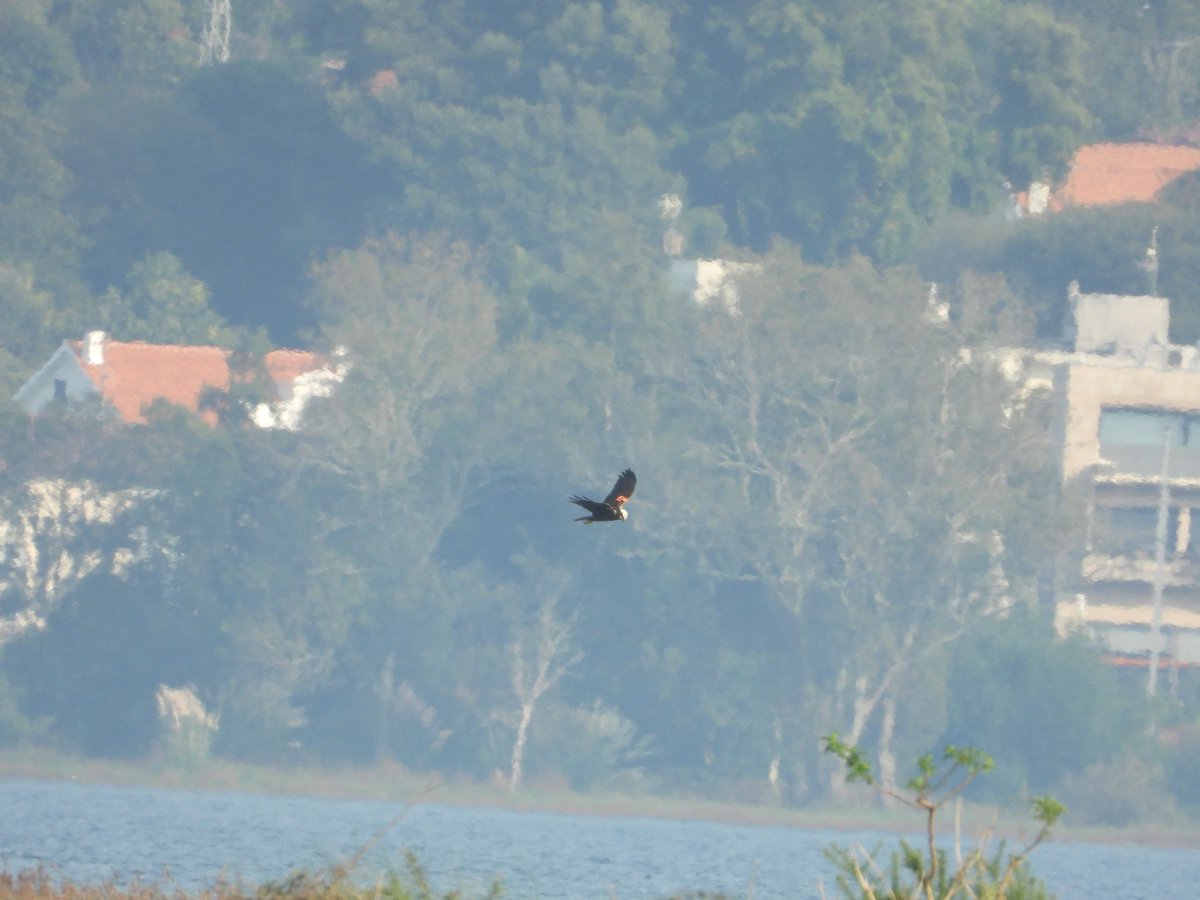 HarriermanPhil's tweet photo. The first record of 1 of this years #MarshHarrier chicks in #Spain. Ringed and tagged on the #Norfolk #suffolk border, a ♂️bird from a brood of 3. He had 2♀️siblings. His mum, also tagged, is now in her 10th year and has always stayed local to her natal area. #migration @_BTO https://t.co/Zg6TZYBXac