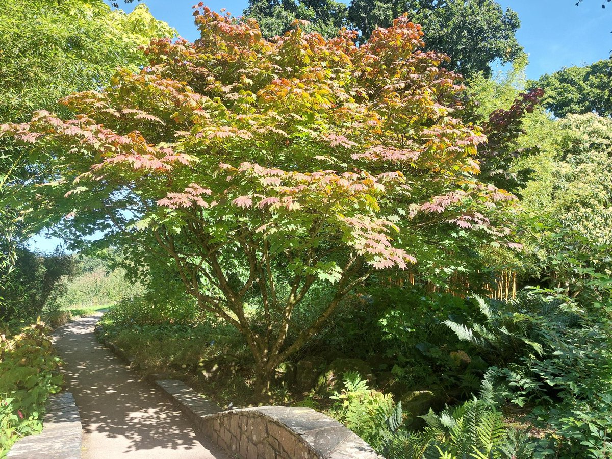 RHS_Rosemoor's tweet image. 🍃 It's the equinox today so the Earth's tilt makes the sun shine directly on the equator, making day and night nearly equal. This marks the official start of autumn - come visit to admire nature's artwork as the colours shift from green to gold 🍂

#visitdevon #visitexeter