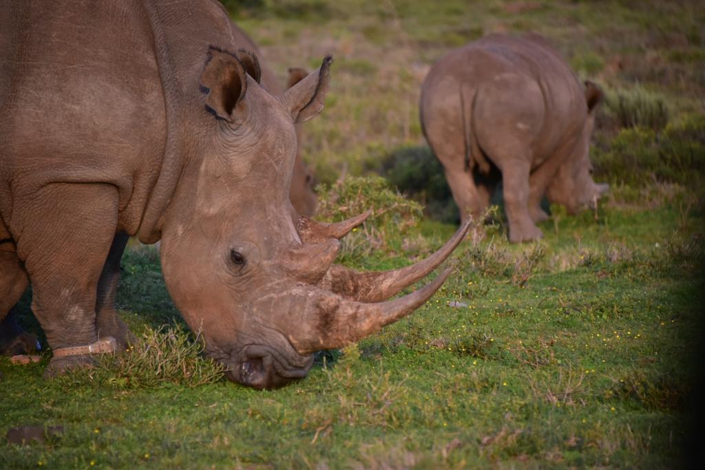 With the release of updated population for statistics for global rhino populations by the <a href="/RhinosIRF/">IntlRhinoFoundation 🦏</a>, there’s a mixed bag of hope and concern this #WorldRhinoDay. (1/5)