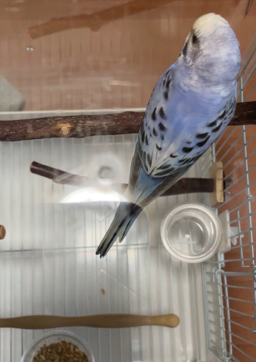 ccremon333's tweet photo. 青いセキセイインコを保護しています。
2024/9/19東京都葛飾区東立石で目撃された情報を元に9/21、1キロ先の同区東四つ木で保護しました。
年齢不明ですが、白いろう膜から女の子と思われます。
⬇️に続く
#迷子インコ  #インコ保護   #葛飾区迷子  #インコ迷子  #迷子鳥  #迷子セキセイインコ https://t.co/HBjaukQpKe