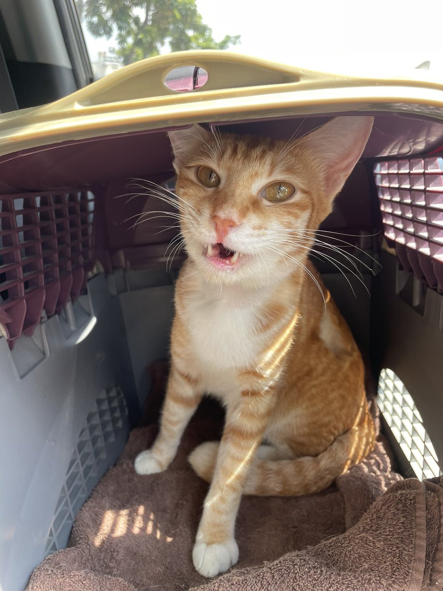 itsybitsymin's tweet photo. Day 27. Eeee sayang sangat sangat kat kiki cicak. 🥹❤️ #FIPsucks https://t.co/hb88VxJXRb