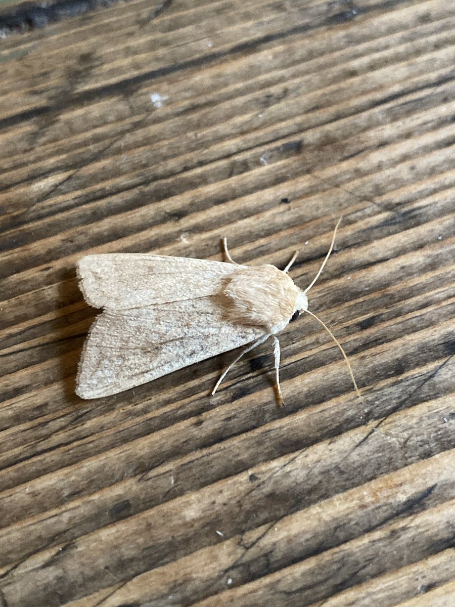 A Delicate to MV at Dingestow Court VC35. They have become almost annual here in recent years, presumably wandering in from established English colonies rather than being primary migrants from southern Europe. Another Small Mottled Willow too.