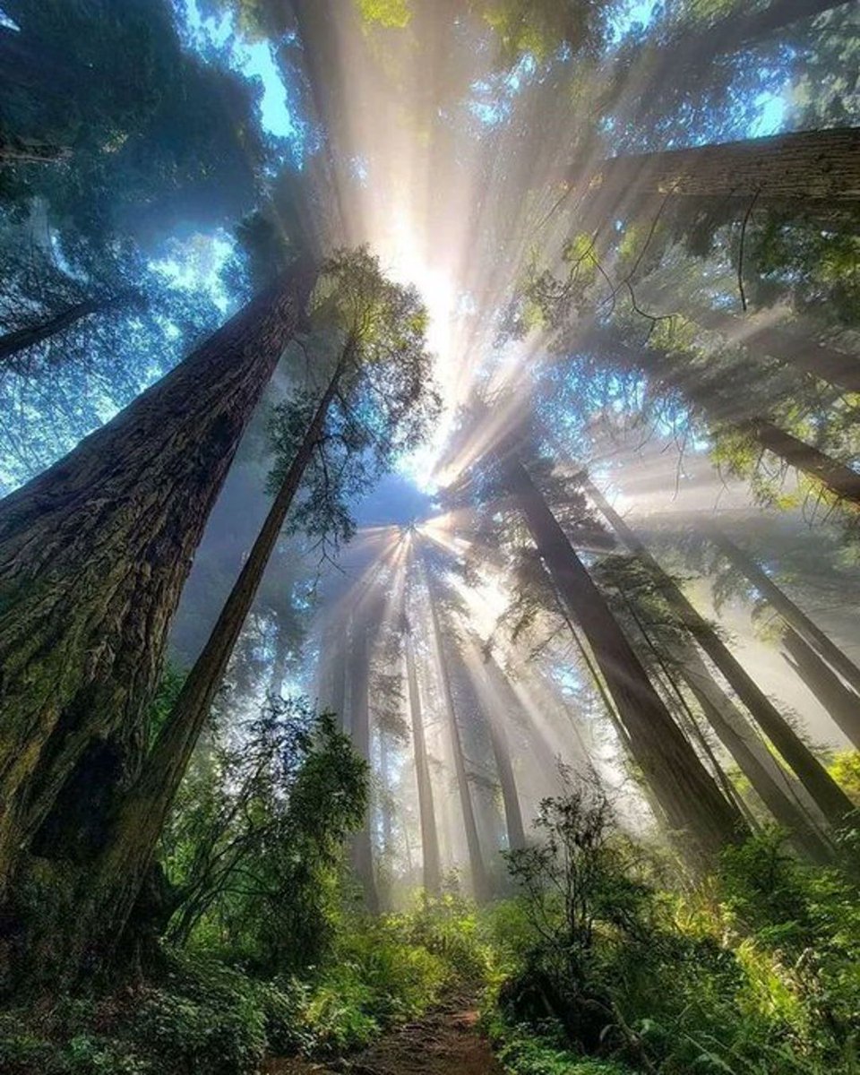 fubiz's tweet image. Stunning Light in the Redwoods Forest in California 🇺🇸 by Mitch Crispe 
#forest #california #redwood