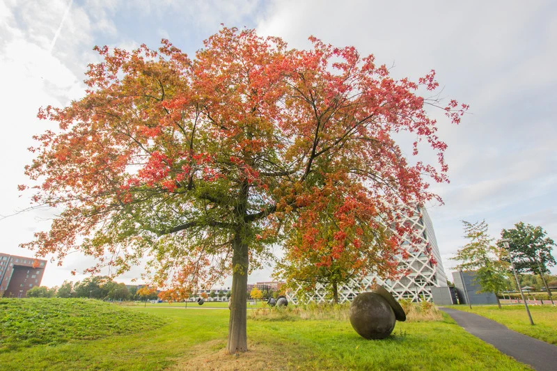 The image shows a large tree with autumn-colored leaves, predominantly red with some green, standing on the campus of Wageningen University and Research. Behind the tree is the Atlas building, recognized by its distinctive white lattice structure. In the bottom left corner, the Forum building is visible, a large rectangular structure with brown and glass facades. To the right of the tree is a large spherical cauldron sculpture. The tree stands in a grassy area with a partly cloudy sky, creating a peaceful atmosphere on the university campus.