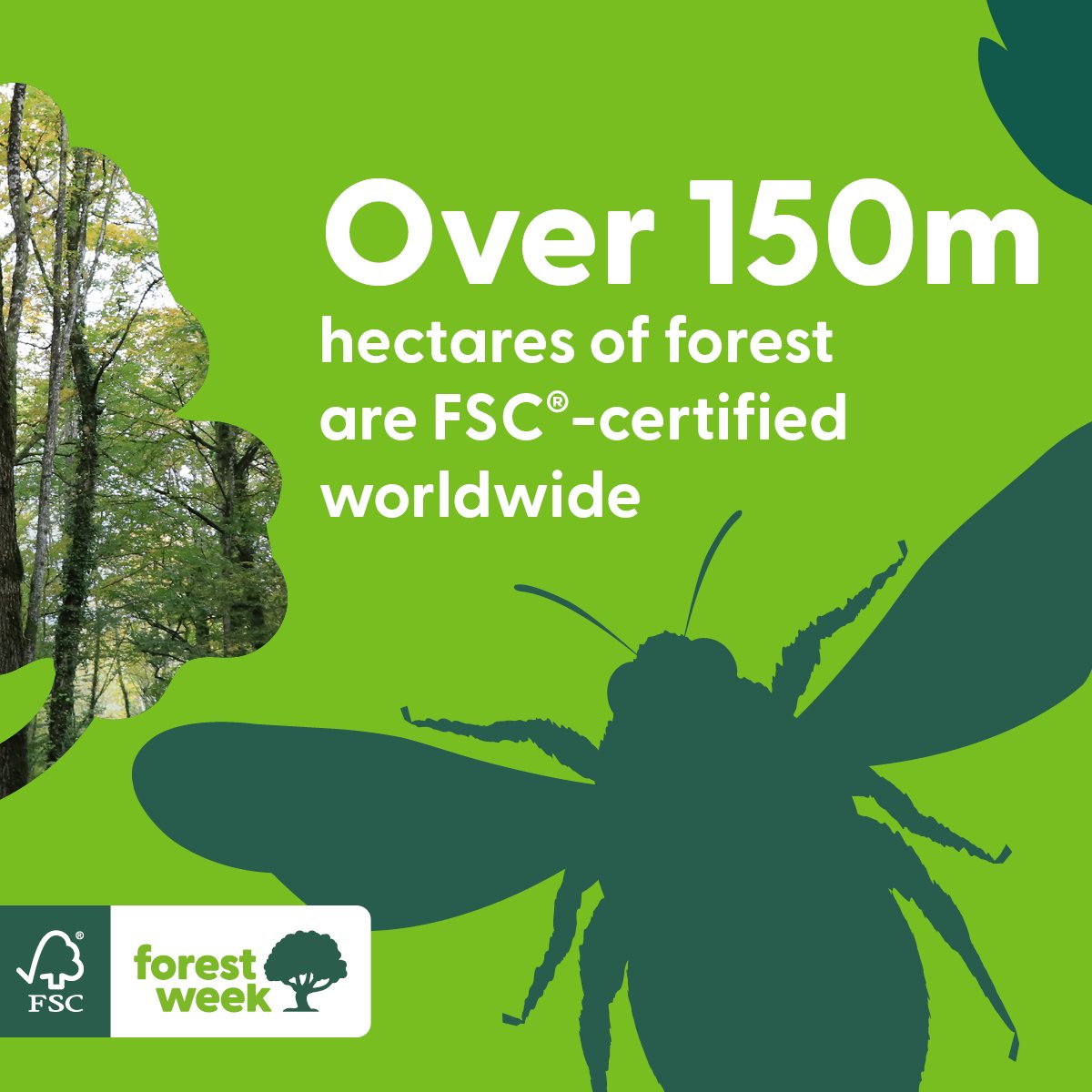 FSC_IC's tweet image. In 30 years, we&apos;ve made significant strides for our planet. 
This #FSCForestWeek, we reflect on amplifying our impact. FSC-certified forests host diverse life forms vital for ecological balance. Join us in creating a sustainable future: fsc.org/forestweek 🌿🌍

FSC® F000100