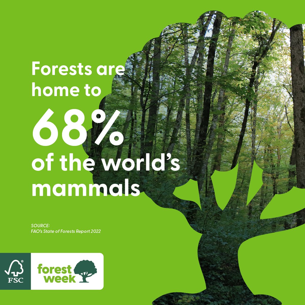 FSC_IC's tweet image. In 30 years, we&apos;ve made significant strides for our planet. 
This #FSCForestWeek, we reflect on amplifying our impact. FSC-certified forests host diverse life forms vital for ecological balance. Join us in creating a sustainable future: fsc.org/forestweek 🌿🌍

FSC® F000100