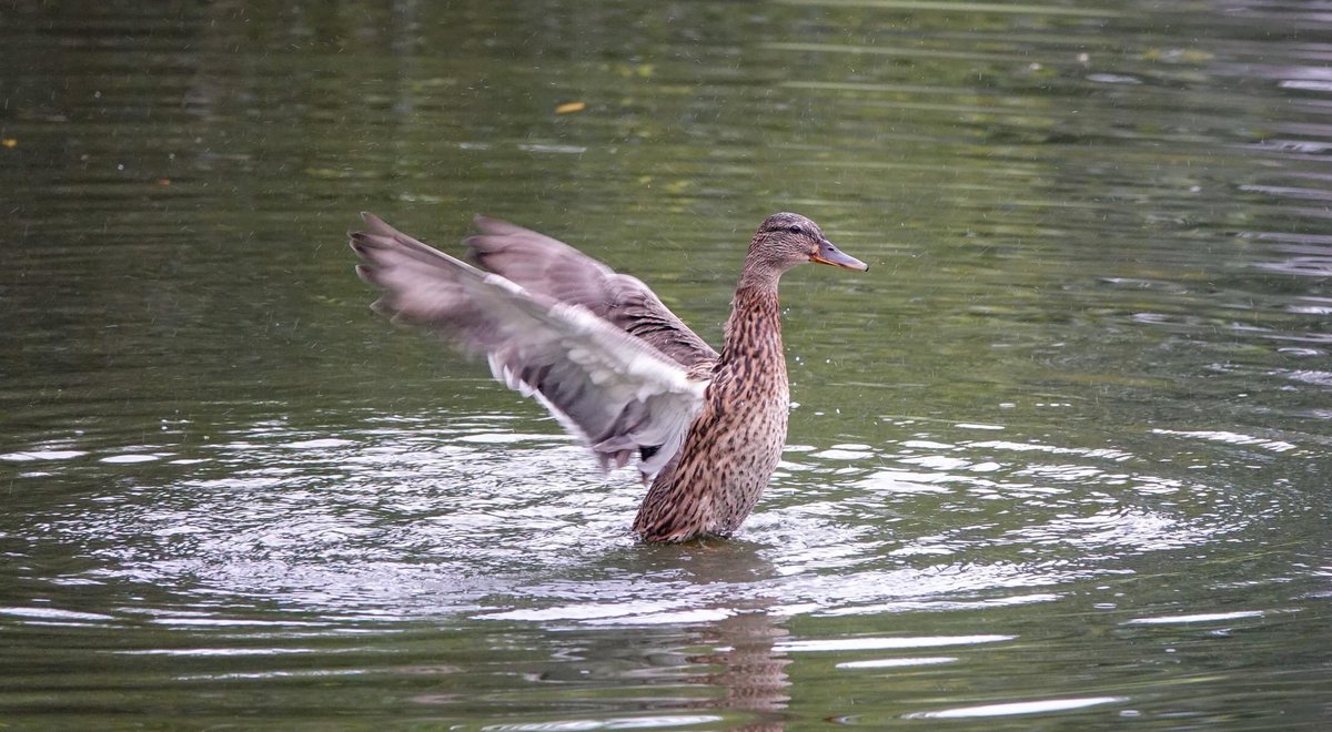 Sam Parish tweet media