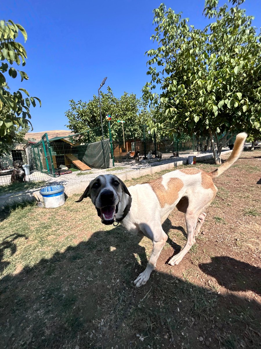 DogDeskAction's tweet photo. Our boy #Volky out in the playground ❤️
Don't let the lack of leg fool you, this boy runs like a cheetah, climbs & even scales walls!
We are forever grateful to Dr V & Dr S for giving our lad the best possible chance in life x
#dogsofx #dogs #dog #tripaw https://t.co/cNxRGjaXZX