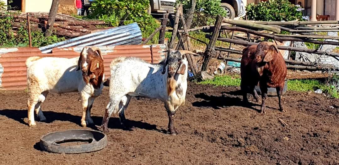 MisterMathula's tweet photo. The impact of a high-quality ram on your herd is truly immeasurable! We source only the best rams for our herd
Please Like, Share and Follow Me😍
#N3TrafficAlert #KZNSnow #MK-Party #Libbok #Impendle #Durban #GNU #Trending https://t.co/yUVKvhWecP