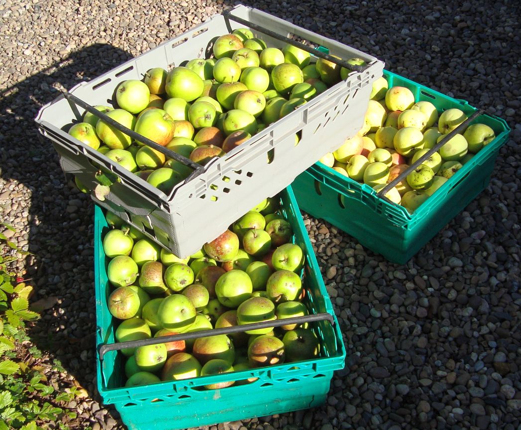 LSterneTrust's tweet photo. Shandy Hall #apple harvest is beginning. Last year we had few apples as April was too cold for the bees to pollinate. We hope for some apple juice this year. #ShandyHall #fruit #harvest https://t.co/IlplvIAXgO