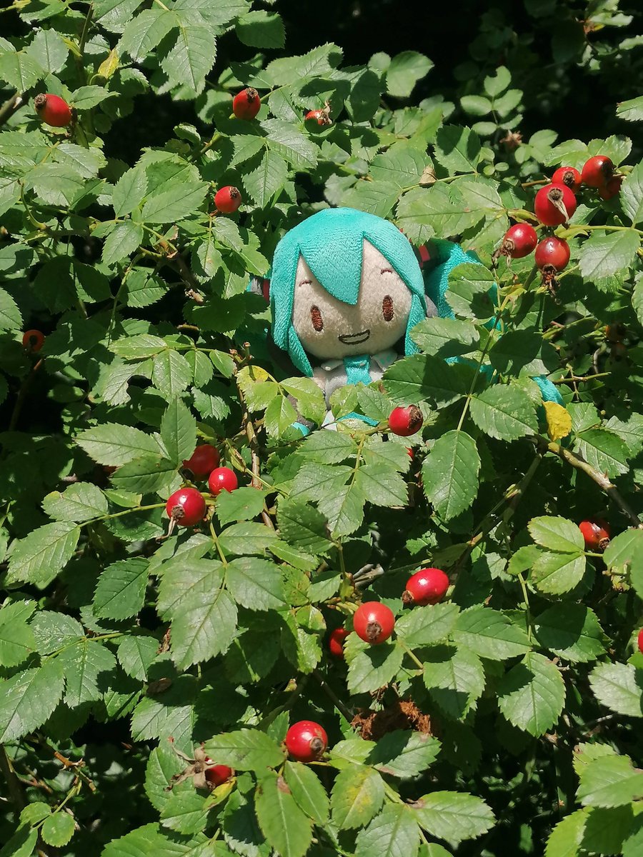 StefanPruner's tweet photo. 昨日植物学者ミクと一緒にちょっと山に行ってきました。
色々な植物を見つけました。
1) ローズヒップ
2) 草地
3) イヌサフラン (Colchicum autumnale)
4) "蚤花" (Pulicaria dysenterica)

#ぬいぐるみの時間 https://t.co/uPP8nKIIE2