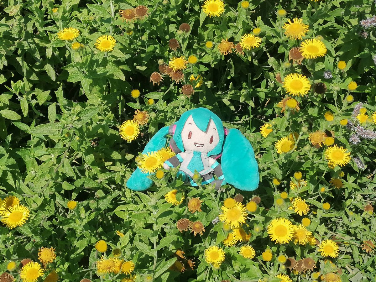 StefanPruner's tweet photo. 昨日植物学者ミクと一緒にちょっと山に行ってきました。
色々な植物を見つけました。
1) ローズヒップ
2) 草地
3) イヌサフラン (Colchicum autumnale)
4) "蚤花" (Pulicaria dysenterica)

#ぬいぐるみの時間 https://t.co/uPP8nKIIE2