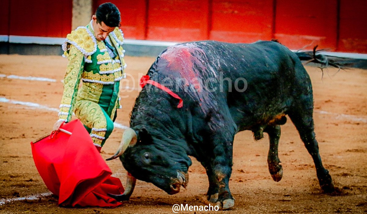 objetivoeltoro's tweet photo. 🐂Así de especial y profundo embistió "Querido-2" de #Garcigrande en #Salamanca bajo las muñecas de @aletalavante
Hoy última de feria, y corrida #concurso.
¿Saldrá alguno que rivalice con él por el premio "Toro de Oro" de la #feriataurina?
#LaGlorieta #torodeoro #bravura https://t.co/RnKLCnTtt2