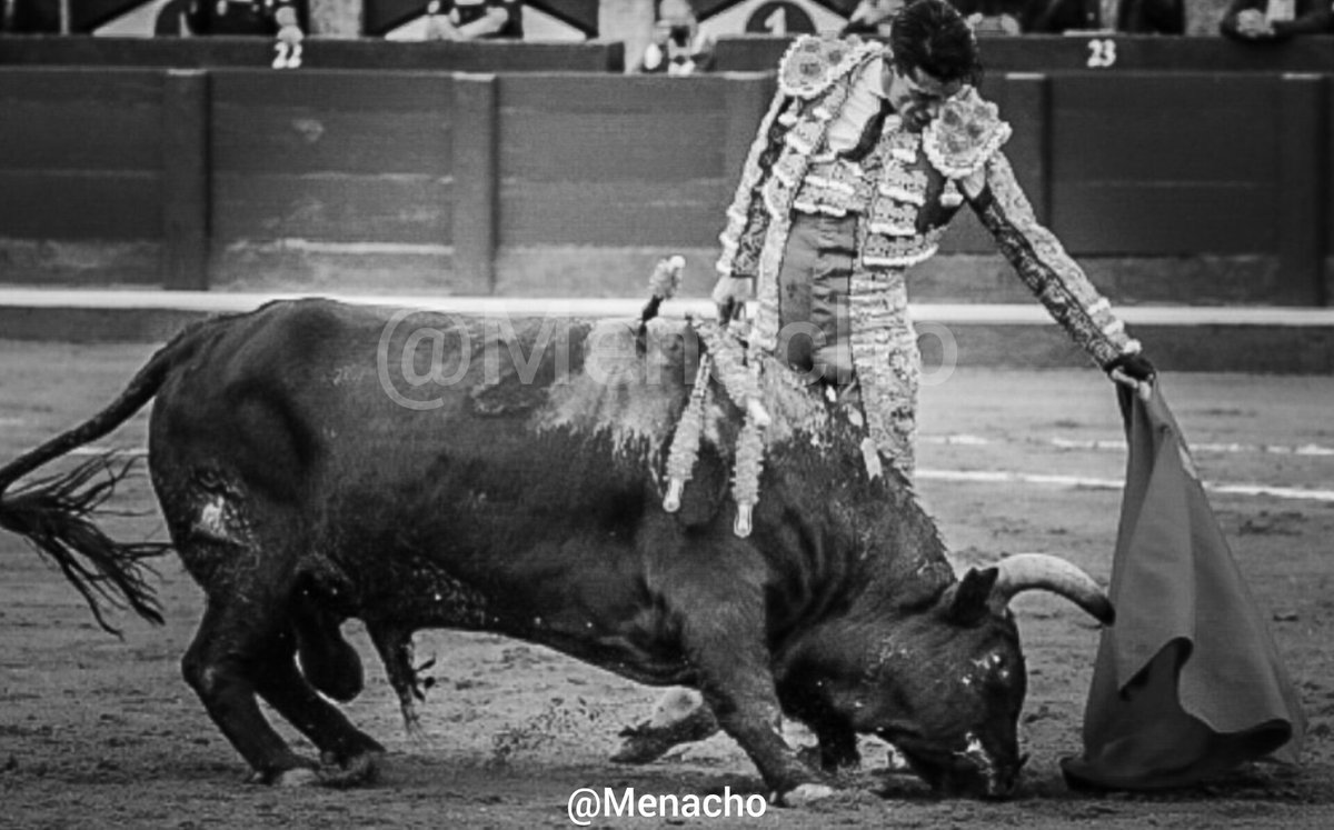objetivoeltoro's tweet photo. 🐂Así de especial y profundo embistió "Querido-2" de #Garcigrande en #Salamanca bajo las muñecas de @aletalavante
Hoy última de feria, y corrida #concurso.
¿Saldrá alguno que rivalice con él por el premio "Toro de Oro" de la #feriataurina?
#LaGlorieta #torodeoro #bravura https://t.co/RnKLCnTtt2