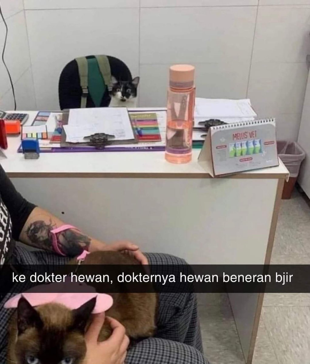 Cat's Sarcasm😻💕🇵🇸 tweet media