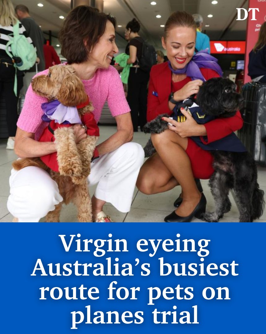Dogs and cats will soon be allowed as Virgin Australia eyes Australia’s busiest route for the staged introduction of its new pets in the cabin policy. 🐶🐱✈️ MORE: bit.ly/3TDOFYh

Download the Daily Telegraph App: bit.ly/4gj6DbV