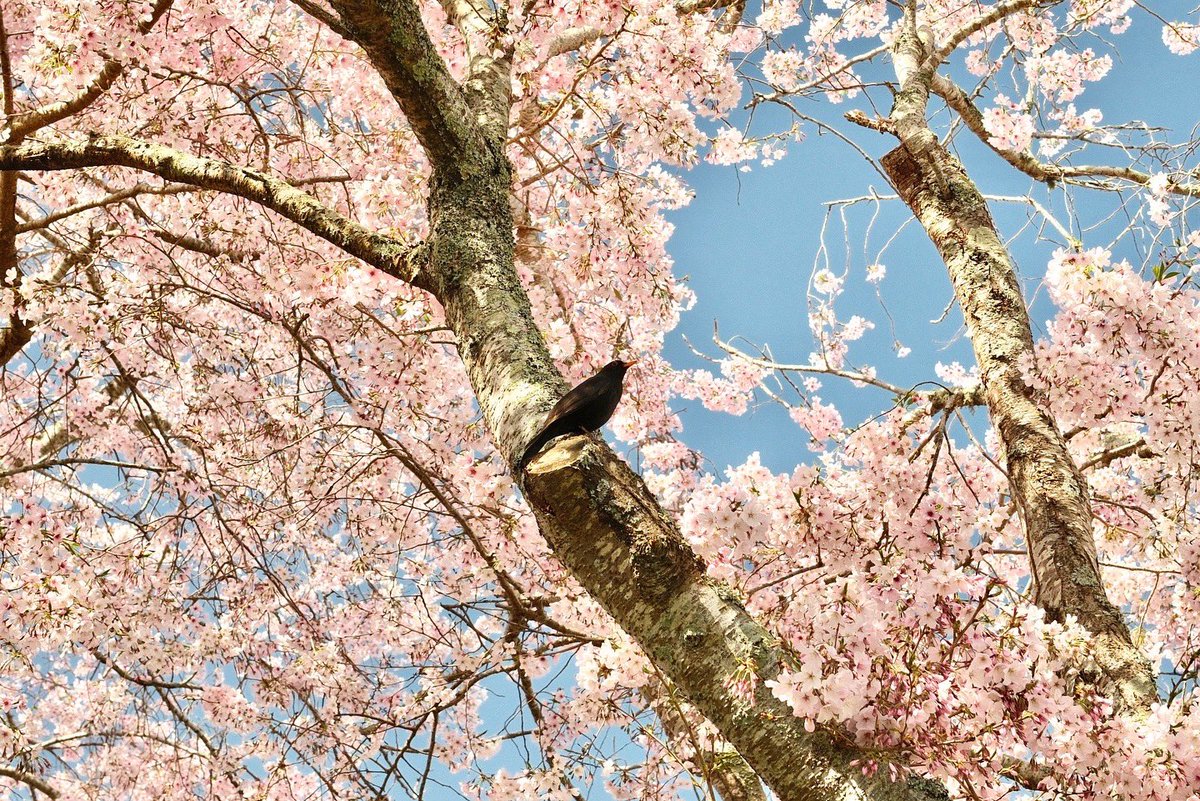 Narsuuuu's tweet photo. #nzspring
#fujifilmx100vi https://t.co/jlQKUHpx8J