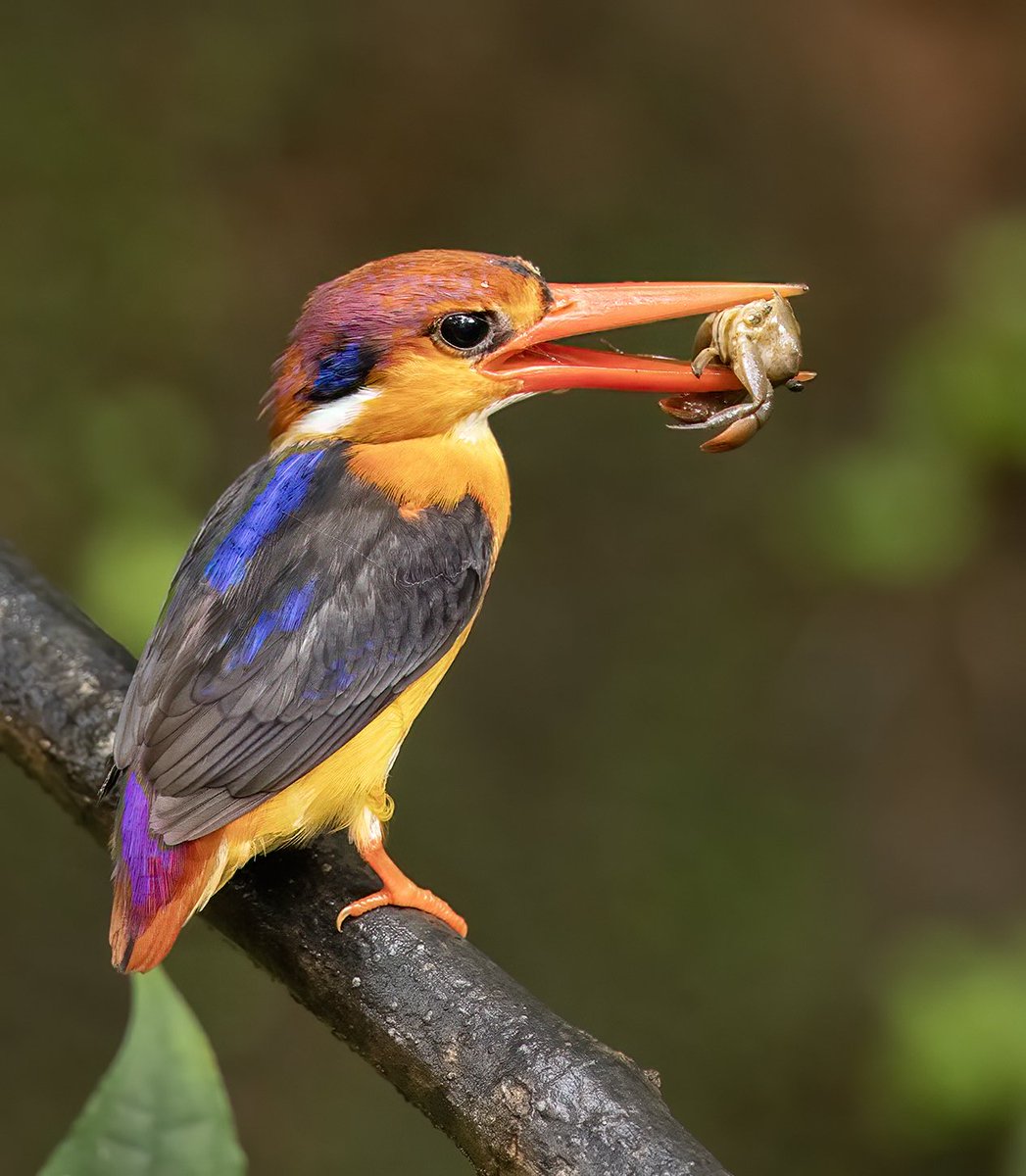 vishalvjadhav99's tweet photo. Oriental Dwarf Kingfisher with a crab , just a common bird around the ghats
.
#IndiAves #ThePhotoHour #birds #birdwatching #birdphotography #birding #NaturePhotography #BBCWildlifePOTD #BirdTwitter #Kingfisher #rainbow #colorbomb https://t.co/34wYTaB0gV